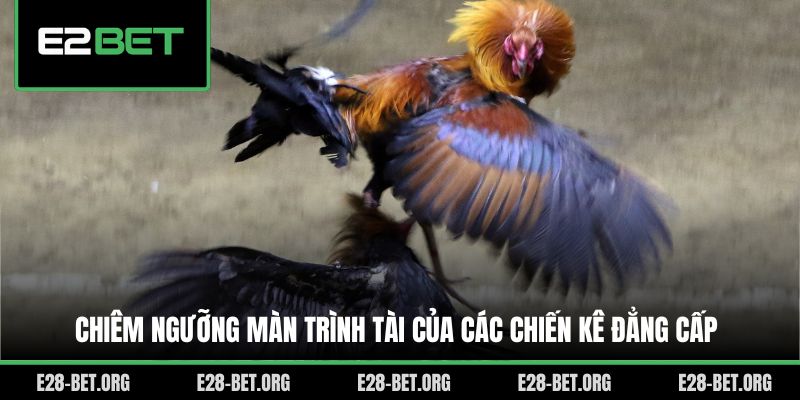 Chiêm ngưỡng màn trình tài của các chiến kê đẳng cấp Chiêm ngưỡng màn trình tài của các chiến kê đẳng cấp