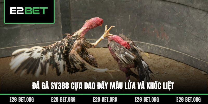 Đá gà SV388 cựa dao đầy máu lửa và khốc liệt Đá gà SV388 cựa dao đầy máu lửa và khốc liệt
