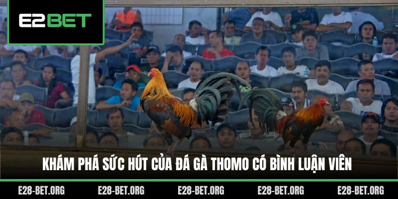 Khám phá sức hút của đá gà Thomo có bình luận viên Khám phá sức hút của đá gà Thomo có bình luận viên