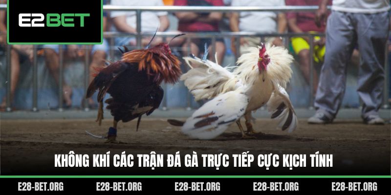 Không khí các trận đá gà trực tiếp cực kịch tính Không khí các trận đá gà trực tiếp cực kịch tính