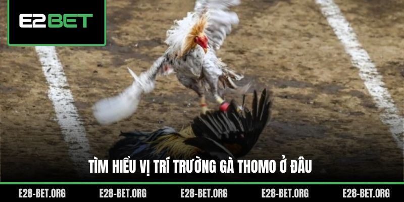 Tìm hiểu vị trí trường gà Thomo ở đâu Tìm hiểu vị trí trường gà thomo ở đâu