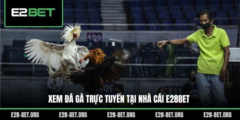 Xem đá gà trực tuyến tại nhà cái E28bet Xem đá gà trực tuyến tại nhà cái E28bet