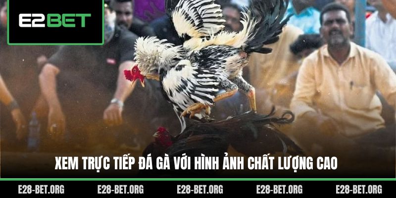 Xem trực tiếp đá gà với hình ảnh chất lượng cao Xem trực tiếp đá gà với hình ảnh chất lượng cao